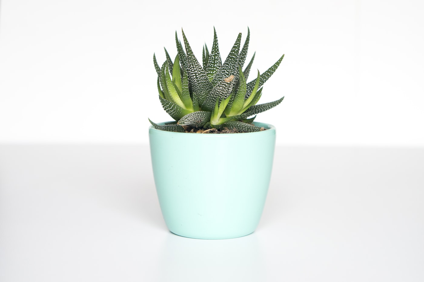 Flowers & Plants